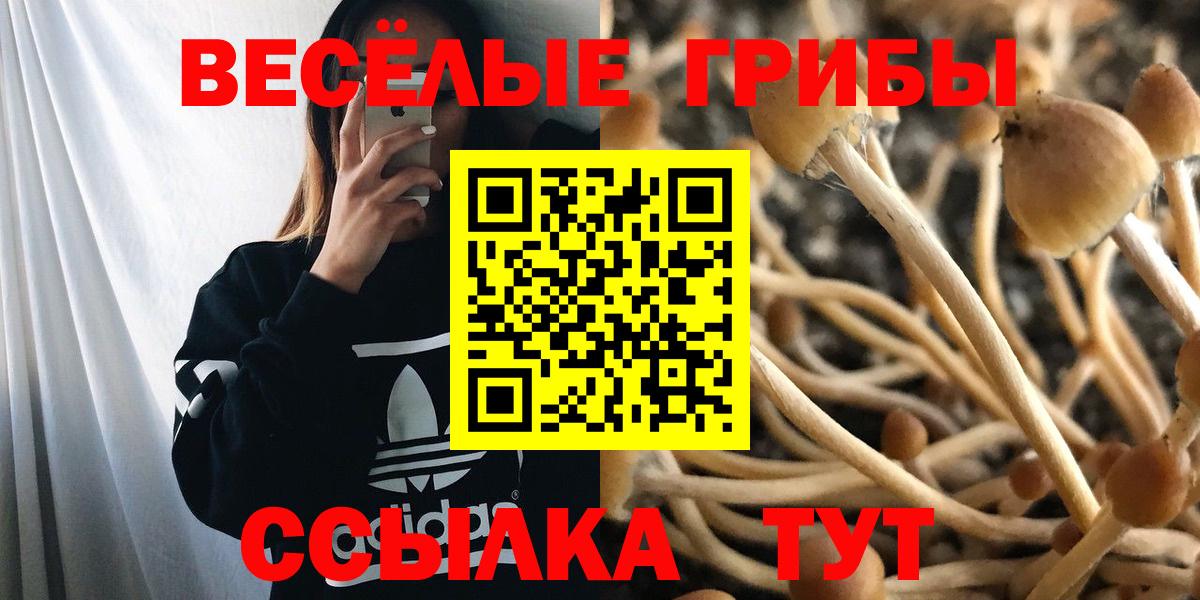 Псилоцибиновые грибы Cubensis Выборг